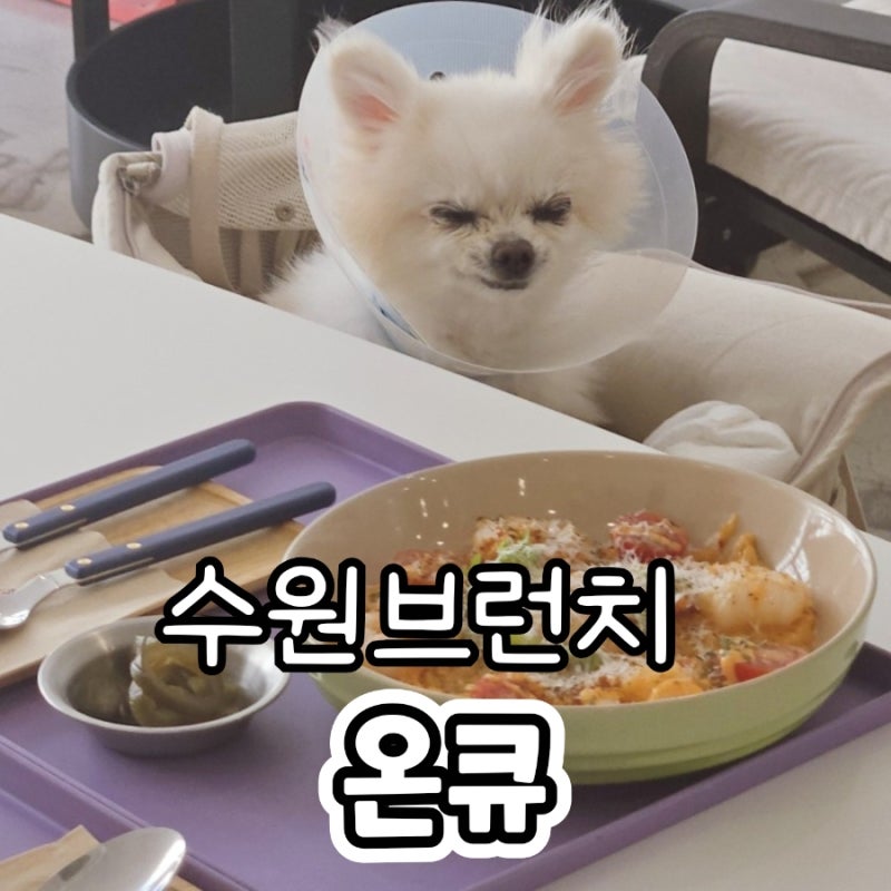 수원 애견동반카페 온큐 정자동 콜키지 가능한 브런치 맛집