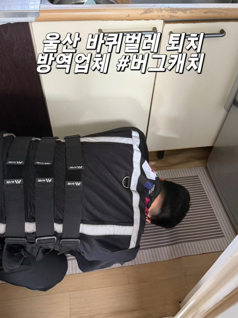 버그캐치 울산점 후기 | 울산방역업체 바퀴벌레퇴치 전문