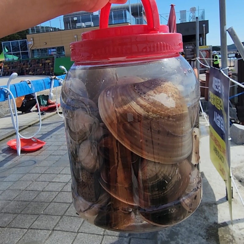 [인천 가볼 만한 곳] 마시안갯벌체험장 물때 시간표, 거대 조개 잡는 법 완벽 정리 (+ 10월 서....