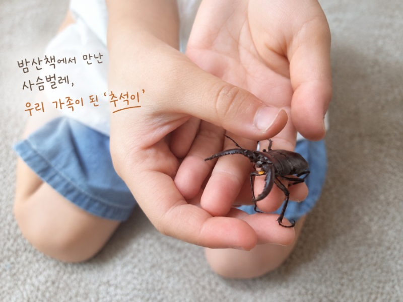밤산책에서 만난 사슴벌레, 우리 가족이 된 ‘추석이’｜사슴벌레 키우는법