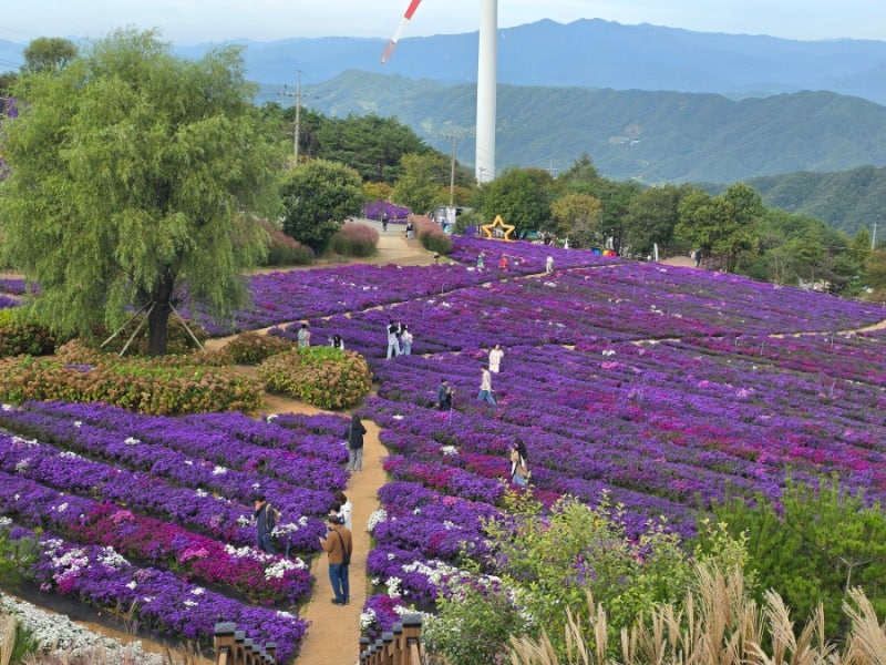 거창감악산 축제 셔틀버스 주차장 국화 축제 주요내용