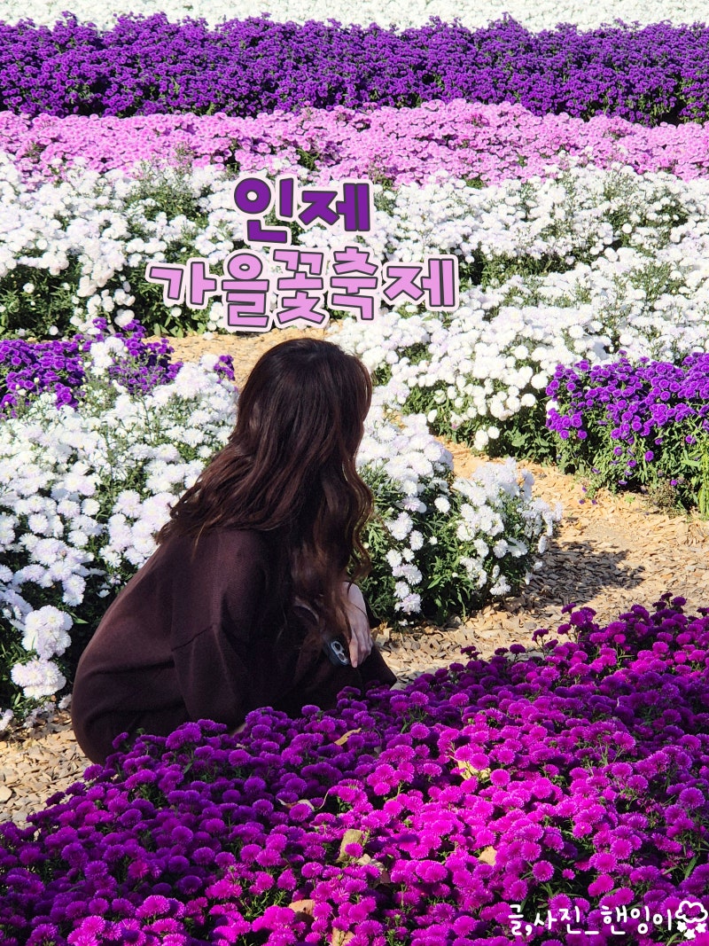 국내 강원도 인제 가을꽃축제 꽃길만걷자 일정 주차 후기