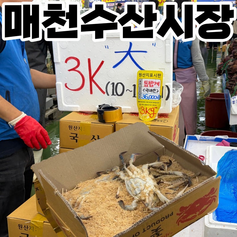 [내돈내산] 대구 매천수산시장 신화수산 10월 꽃게 생새우 가격 시세 구매 후기