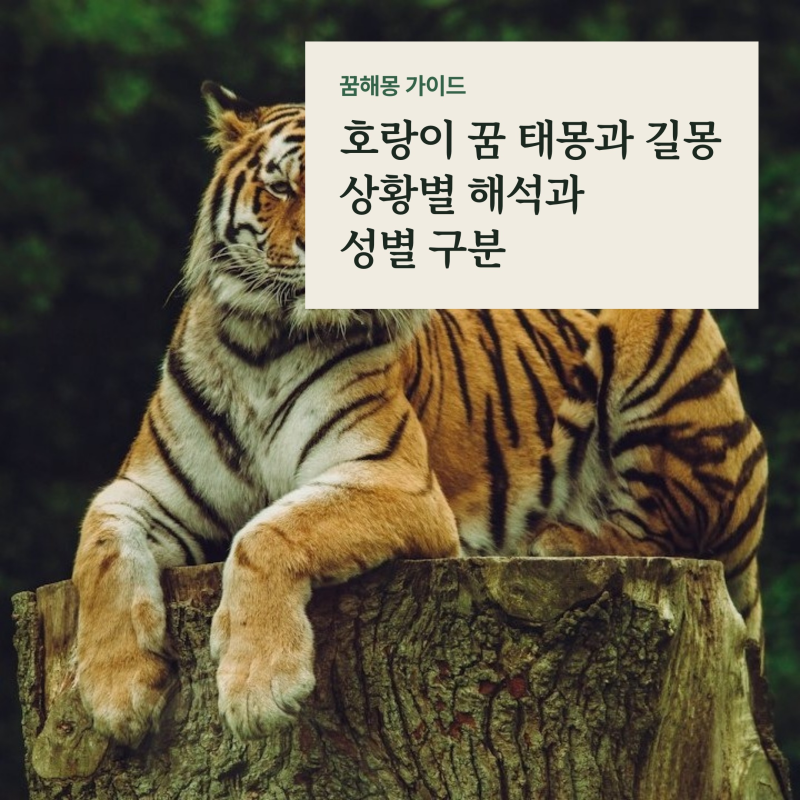 호랑이 나오는 꿈 태몽 성별과 길몽 해석, 품에 안기는 복과 물리는 꿈 풀이