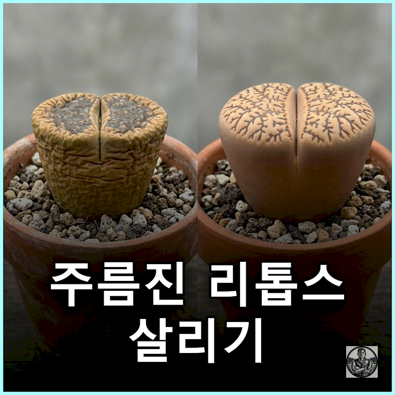 "물 굶겼다간 미라 된다" 가을 리톱스 주름진 채 말라 죽는 이유