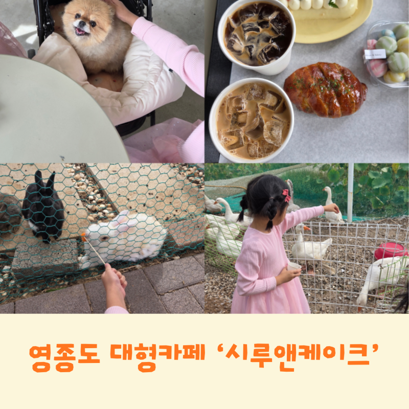 영종도 대형카페 시루앤케이크애견동반 가능, 아이랑 토끼·거위 먹이체험까지 하고 온 후기