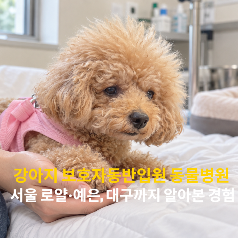 강아지 보호자동반입원 동물병원 서울 로얄·예은, 대구까지 알아본 경험