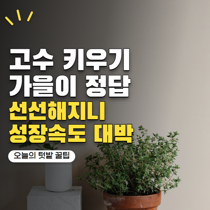 고수 키우기 여름보다 지금이 쉬워요! 선선해지니 확 달라진 성장속도