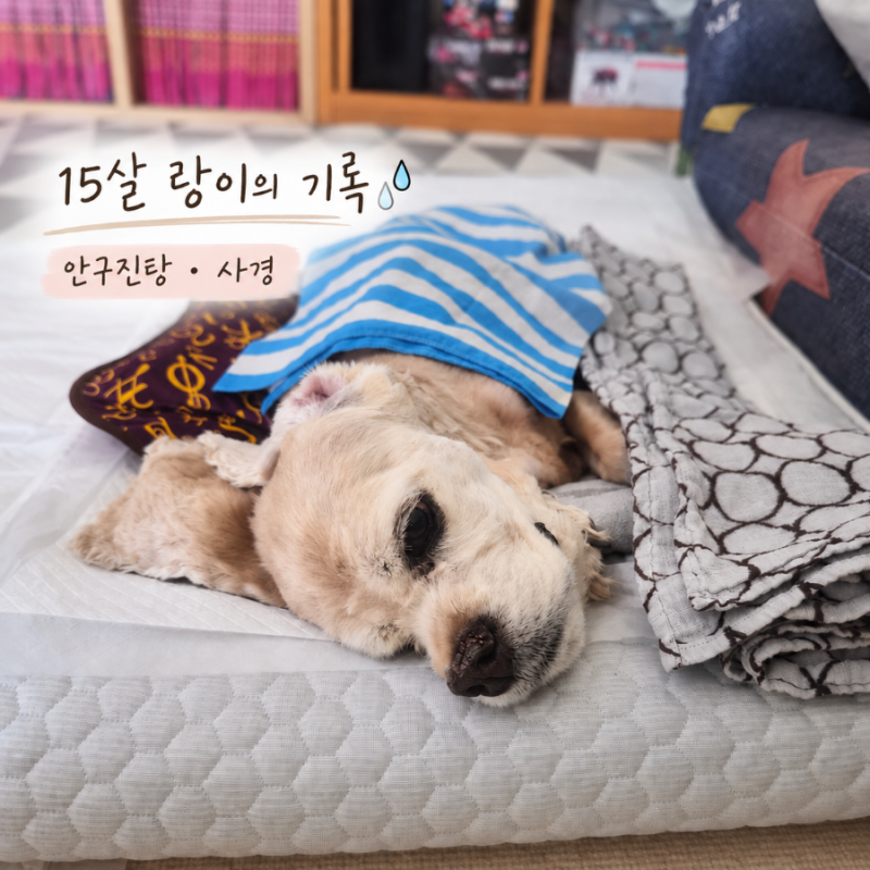 15살 노견 안구진탕 고개 기울어짐 (사경) 증상과 회복 기록
