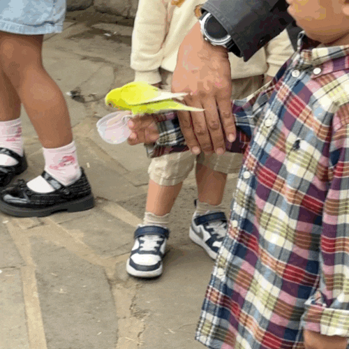 제주 아이랑 가볼만한곳 애월 화조원 먹이주기 체험과 맹금류 설명회