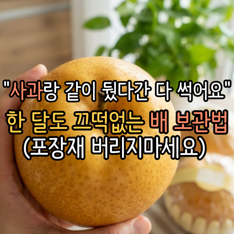 모르면 비싼 배 3일만에 금방 물러요, 배 보관법