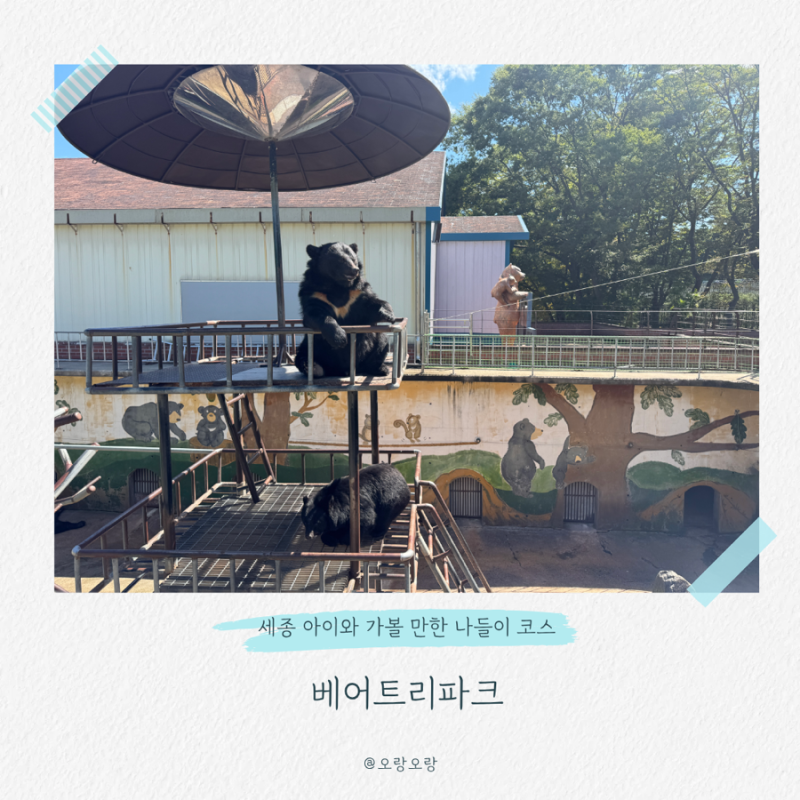 세종 베어트리파크 가을 아이와 나들이 가기 좋은 곳 추천 식당 후기