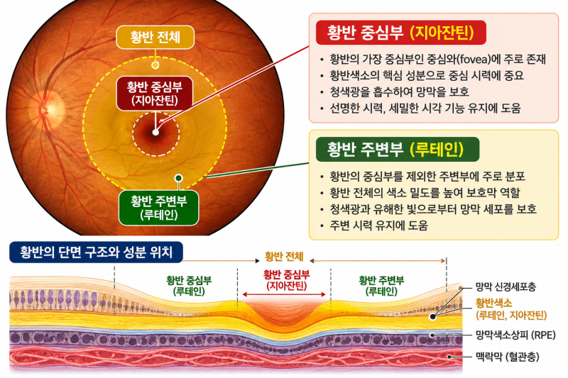 눈이 뻑뻑하고 침침할 때: 4050 필수 눈 영양제 '루테인 지아잔틴' 완벽 비교