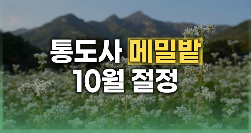 양산 통도사 메밀밭 메밀꽃 개화 현황부터 주차·위치·가는 길까지 총정리