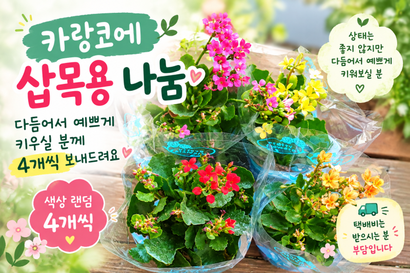 카랑코에 삽목용 나눔｜다듬어서 예쁘게 키우실 분께 4개씩 보내드려요