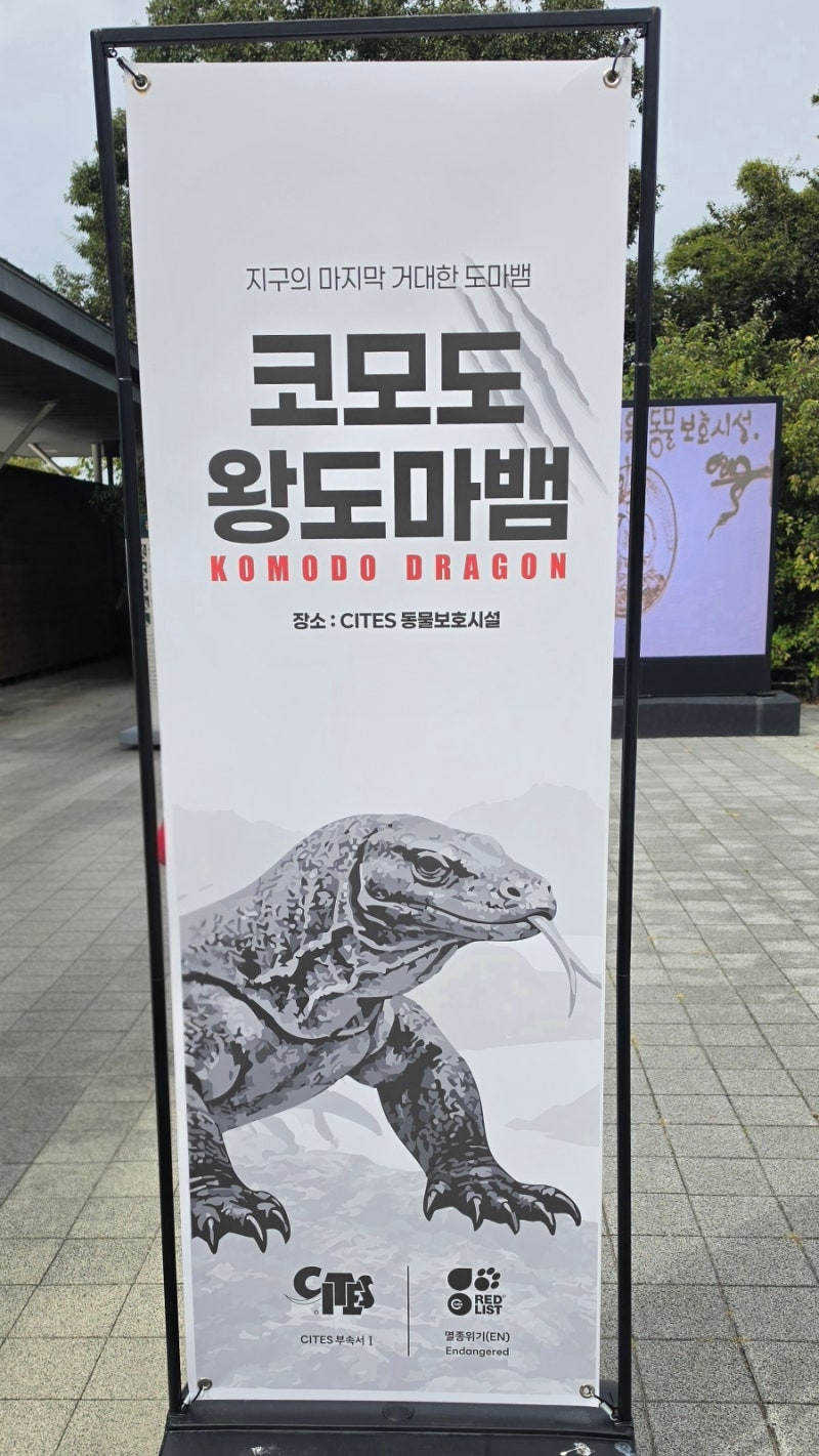 밀수됐다 구조된 코모도도마뱀, 실물은 왜 이렇게 귀여워?｜서천 국립생태원 가족여행