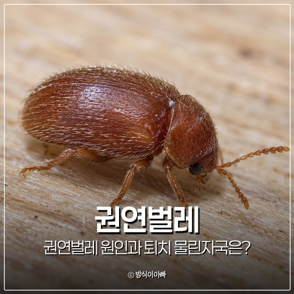 권연벌레 원인과 퇴치 물린자국은?