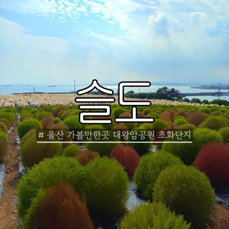 울산 동구 가볼만한곳 슬도 주변 대왕암공원 초화단지 댑싸리 팜파스 주차정보