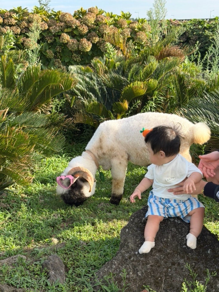 8月の済州 | 生後9ヶ月の赤ちゃんと行ける場所「セビョルフレンズ」動物園