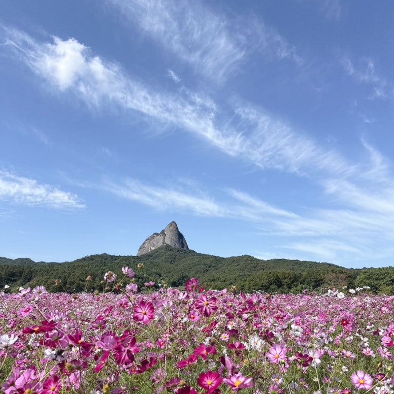 진안 마이산 가을꽃 축제 진안농업기술센터