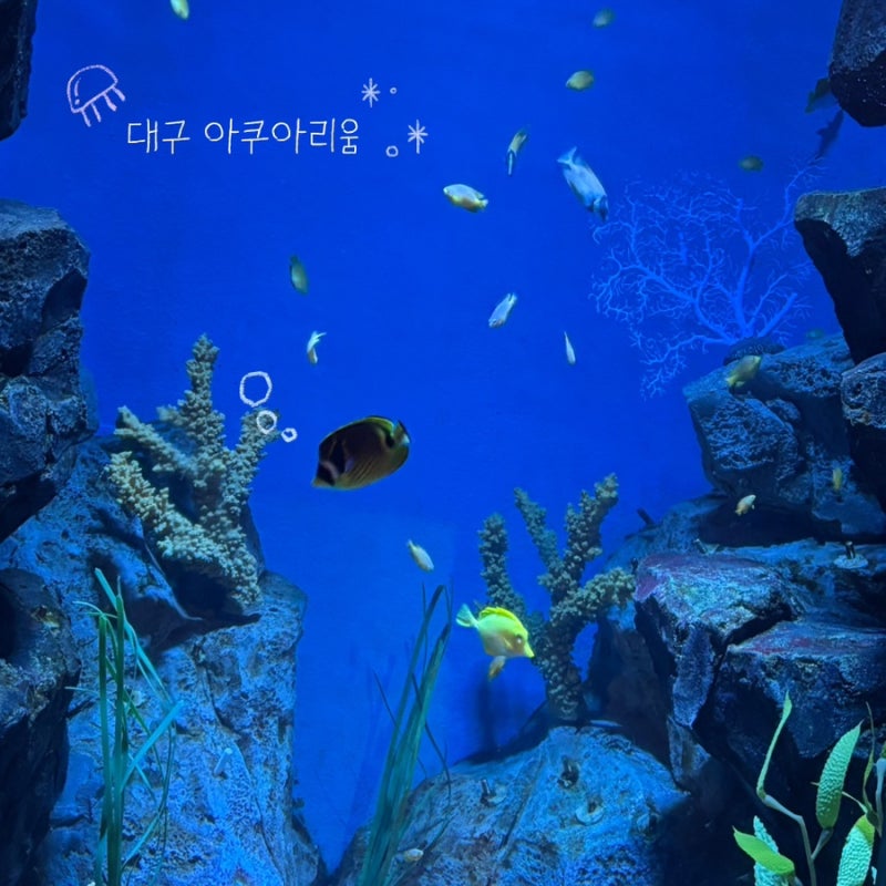 [대구 동구] 대구 아쿠아리움 후기 | 매너티를 만날 수 있는 동대구 신세계 가볼만한 곳