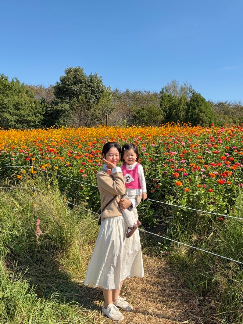 인천 드림파크 야생화단지 국화축제 전에도 예쁘다고? 실시간 개화 + 주차장 팁!