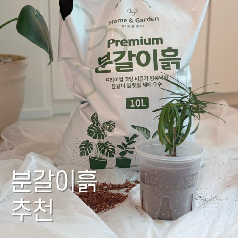 화분 분갈이 상토 추천 닥터조프리미엄분갈이흙 10L