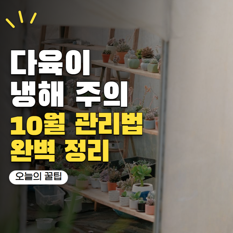 다육이 키우기 밤기온 떨어지면 주의하세요! 냉해 막는 10월 관리법 5가지