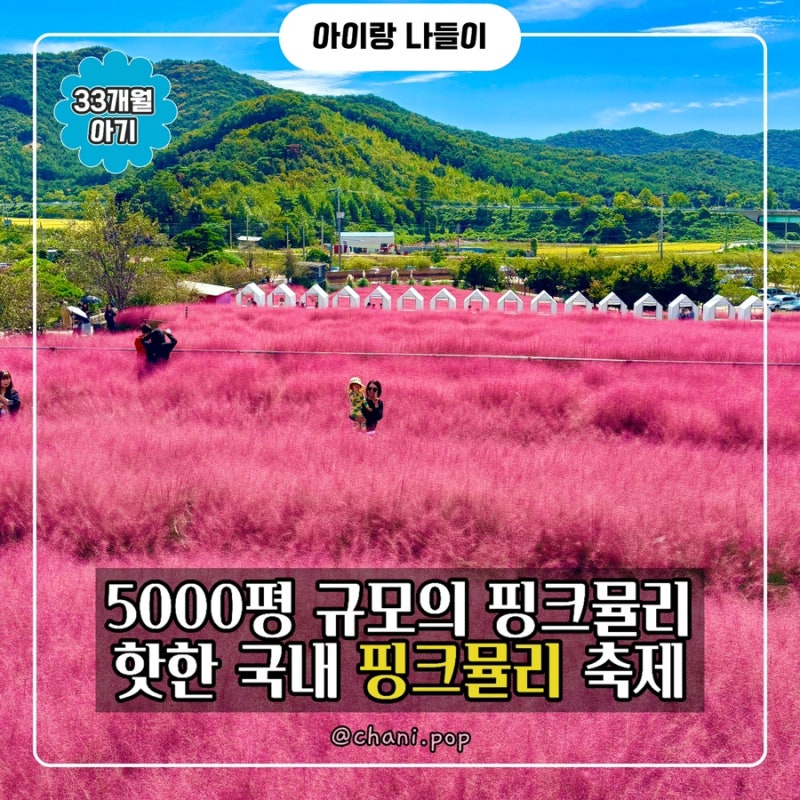 고창 핑크뮬리 축제 꽃객프로젝트, 아이랑 다녀온 솔직 후기, 애견 동반