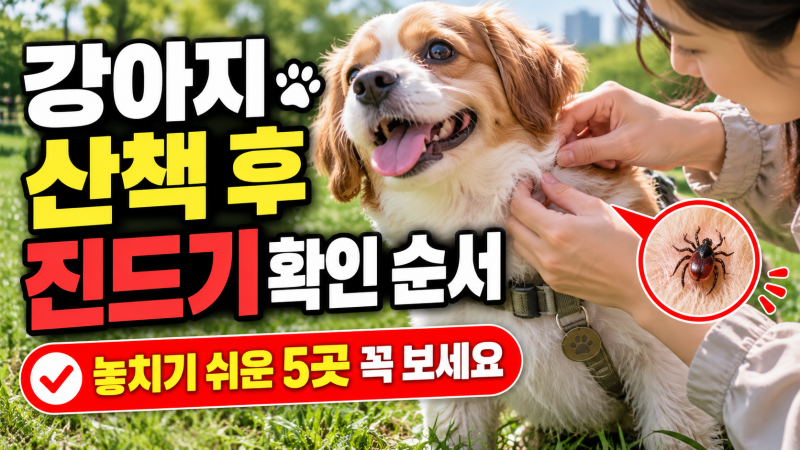 ⭐ 강아지 산책 후 진드기 확인 순서｜놓치기 쉬운 5곳 꼭 보세요