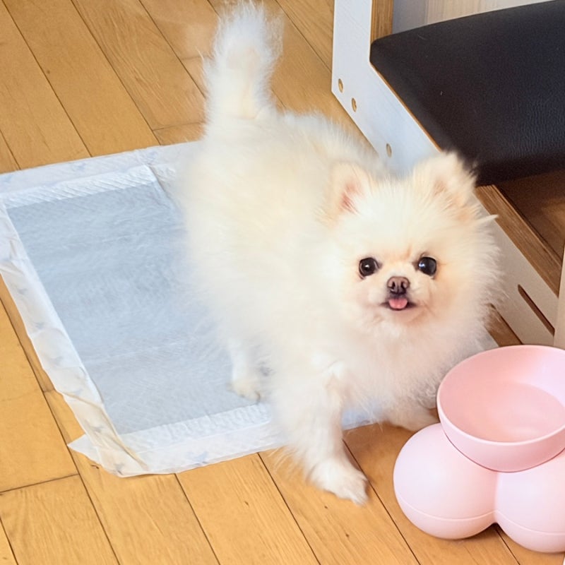 더나은 강아지배변패드, 흡수 빠르고 깔끔한 프리미엄 강아지패드