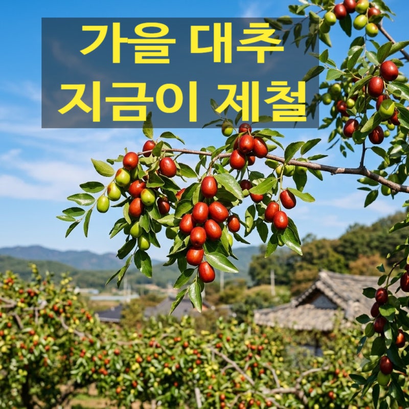 대추나무 사랑걸렸네? 대추 효능과 생대추 맛있게 즐기는 방법