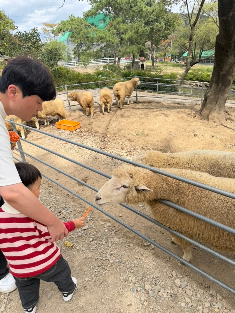 25개월 아기와 함께 울산 하늘 목장