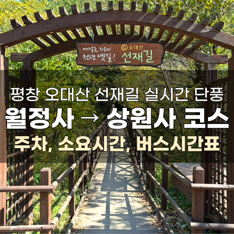 [평창] 오대산 선재길 실시간 단풍ㅣ월정사에서 상원사(주차, 소요시간, 버스시간표)