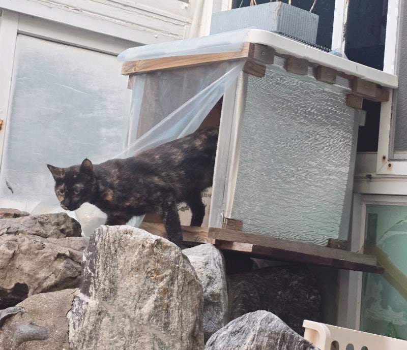 길고양이 겨울집 급식소 밥 먹으러 새롭게 나타난 카오스, 턱시도 길냥이