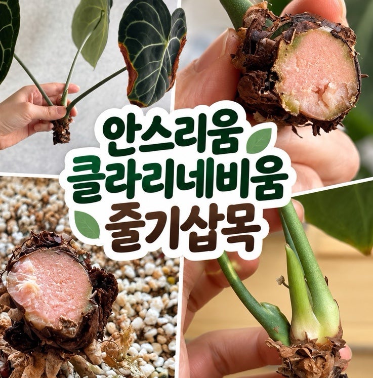 안스리움 클라리네비움 자르기 윗부분과 밑동 살리는 법 기둥 잘라 줄기번식