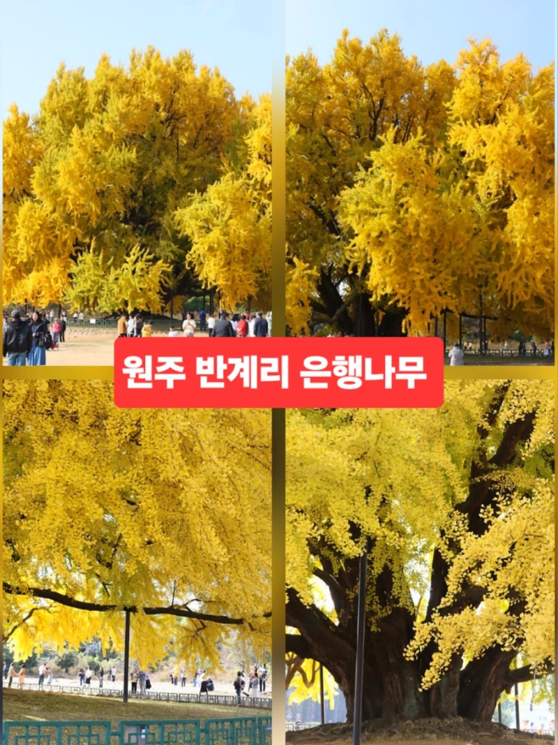원주 반계리 은행나무 2026 절정 시기