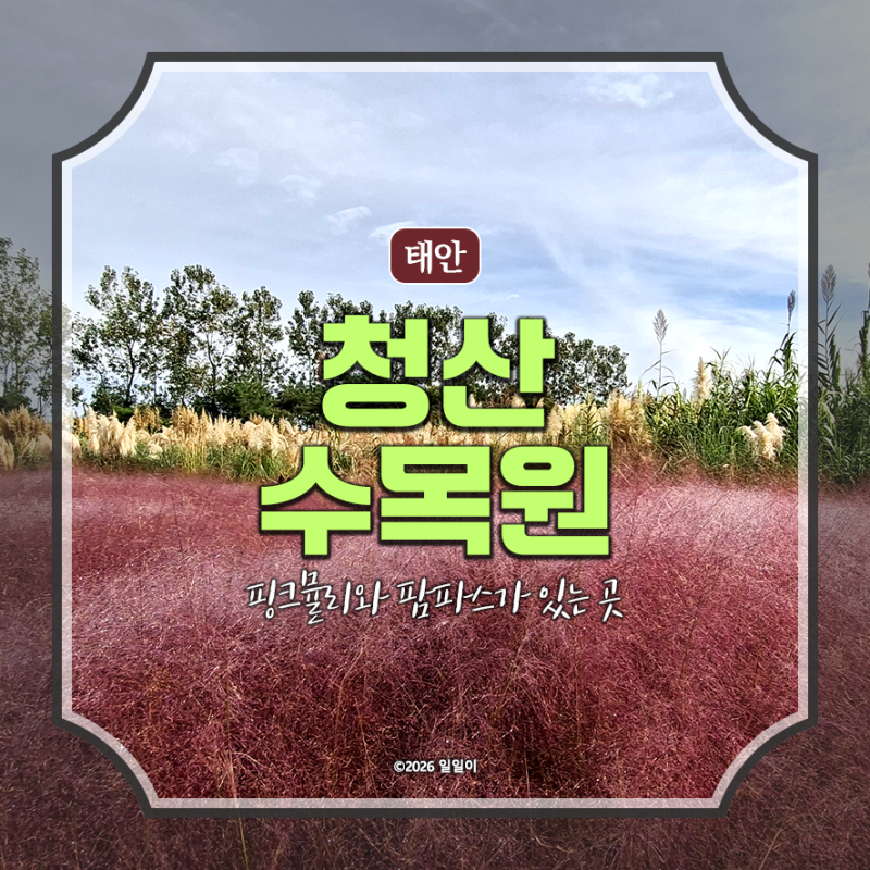 [태안] 청산수목원-핑크뮬리/팜파스