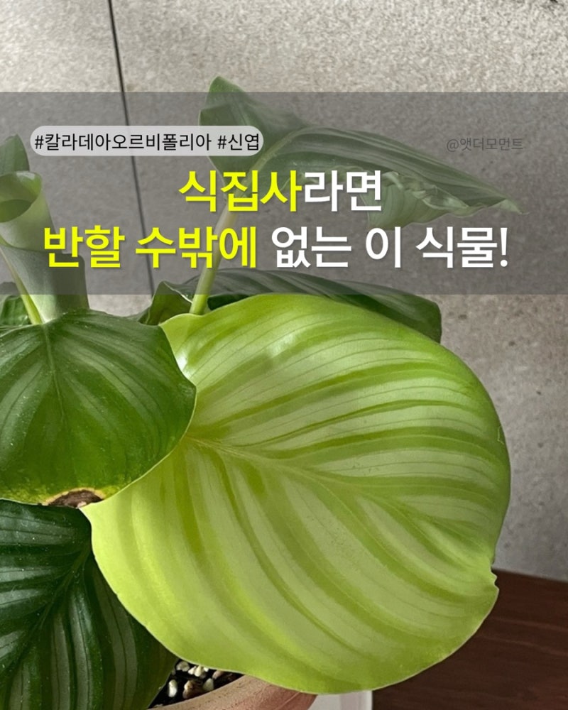 까다로운 칼라데아 오르비폴리아, 드디어 신엽 2장이 나왔어요