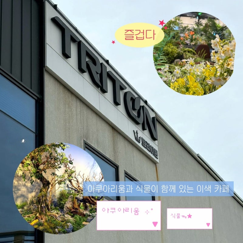 [대구 달성군] 대구 달성군 카페 | 트라이톤 플랜트 갤러리｜아쿠아리움과 식물이 함께 있는 ....