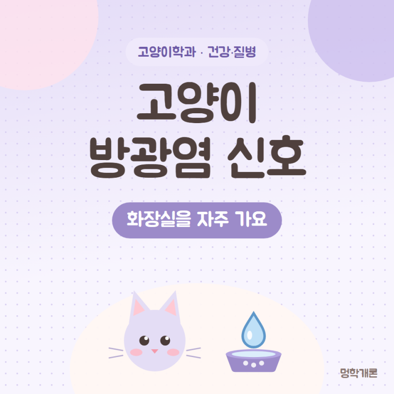 고양이 방광염 증상과 소변 안 나올 때 응급 신호
