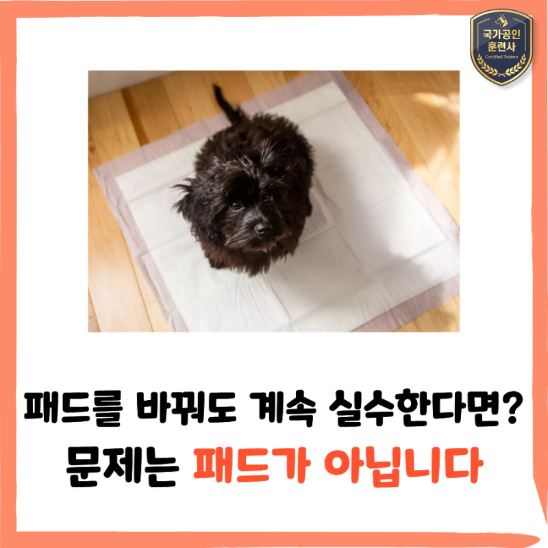 새끼강아지 배변훈련이 자꾸 실패하는 이유, 패드보다 먼저 확인할 것