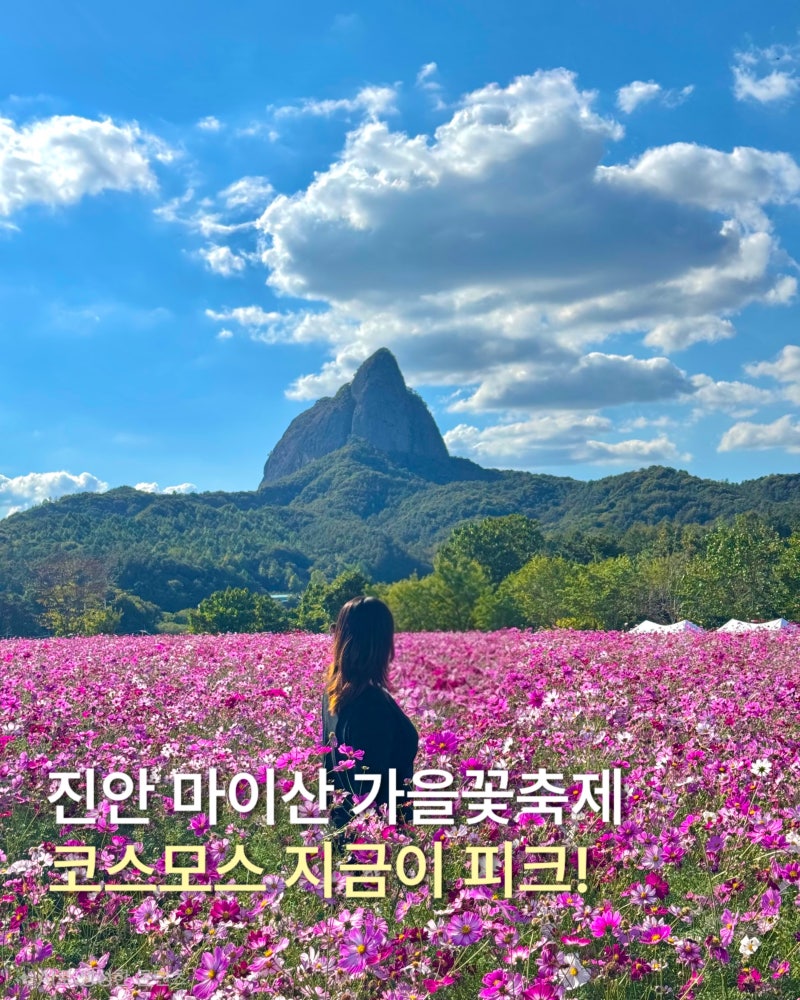 진안 마이산 가을꽃축제｜코스모스·해바라기 만개, 주차 꿀팁까지 26.10.04 방문
