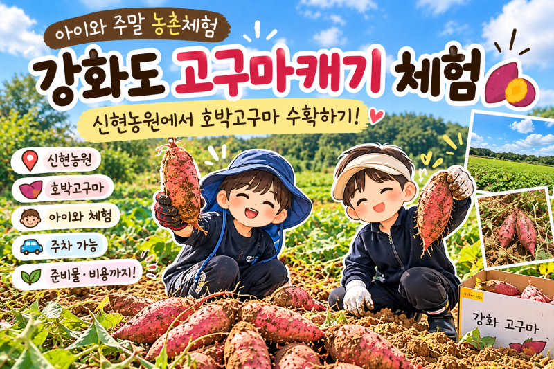강화도 고구마 캐기 체험 신현농원 | 아이와 주말 농촌체험 후기