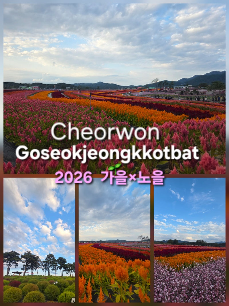 철원 고석정 꽃밭 10월가볼만한곳 (2026,10,04)