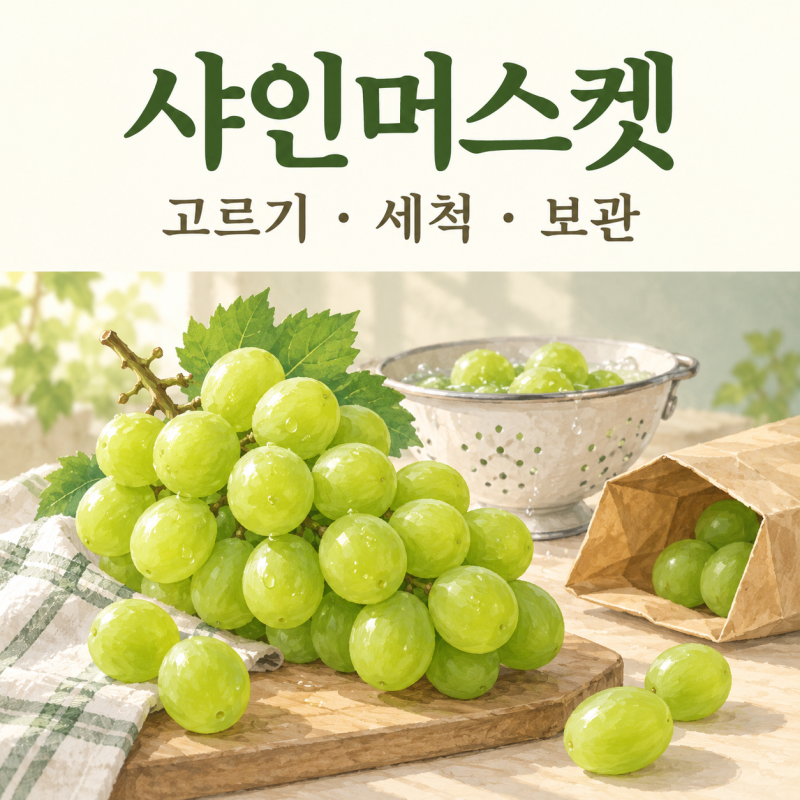 샤인머스켓 고르는 법, 세척·보관과 씨·껍질 궁금증까지