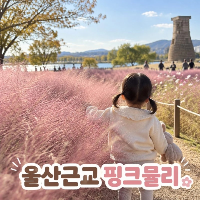 가을 울산 근교 핑크뮬리 나들이 코스