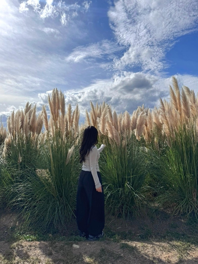 울산 슬도 팜파스, 댑싸리보러 다녀왔어요! 초화단지 위치 및 주차정보