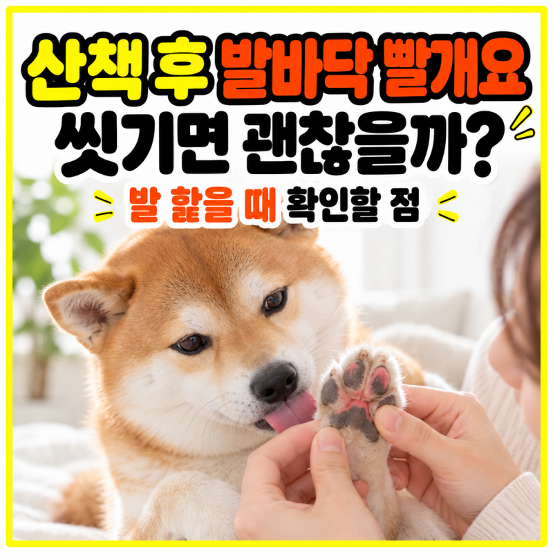 강아지 발바닥 빨개짐, 산책 후 씻기면 괜찮을까? 발 핥을 때 확인할 점