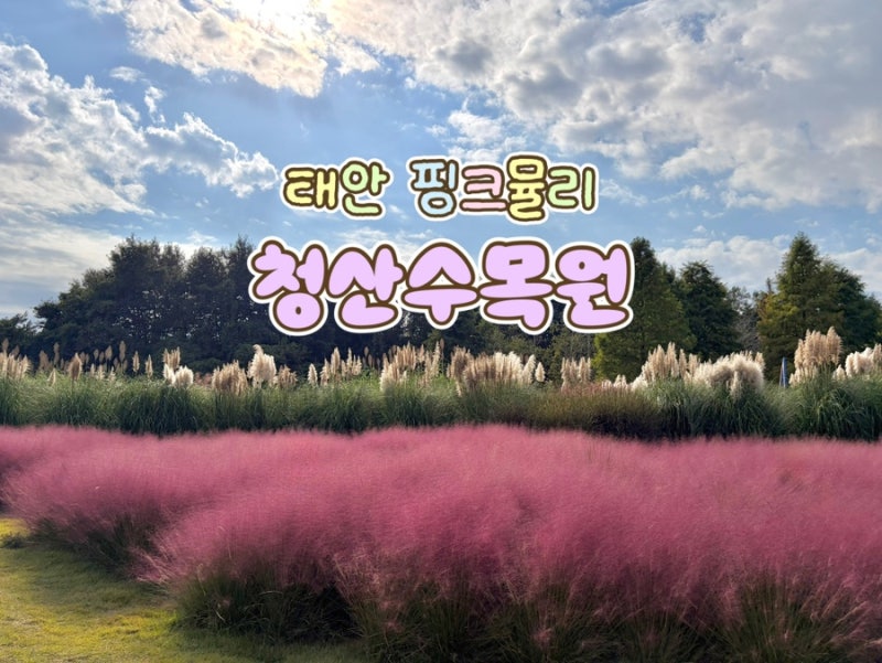 태안 가볼만한 곳｜12개월 아기와 함께 다녀온 청산수목원 팜파스 & 핑크뮬리 후기